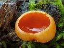 Scarlet Elfcup var. lutea