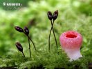 Scarlet Elfcup