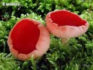 Scarlet Elfcup