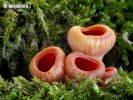 Scarlet Elfcup