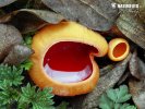 Scarlet Elfcup