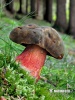 Scarletina Bolete