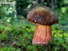 Boletes (Homobasidiomycetes (Boletales))