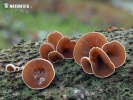 Schizophyllum amplum