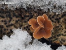 Schizophyllum amplum