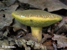 Sepia Bolete