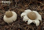 Sessile Earthstar