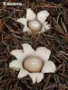 Sessile Earthstar