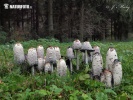 Shaggy Inkcap