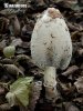 Shaggy Inkcap