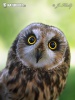 Short-eared Owl