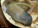 shy-grey Ash-black Slug