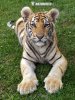 Siberian Tiger (Hybrid)