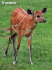 Sitatunga