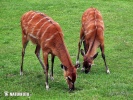 Sitatunga