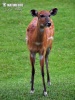 Sitatunga