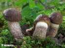 Slate Bolete