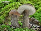 Slate Bolete