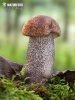 Slate Bolete