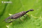 Snakefly