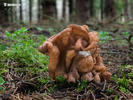 Snowbank False Morel