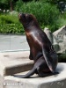 South American Sea Lion