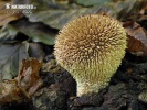 Spiny Puffball