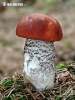 Spruce bolete