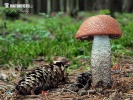 Spruce bolete