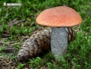 Spruce bolete