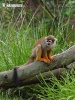 Squirrel monkeys