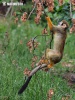 Squirrel monkeys