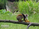 Squirrel monkeys