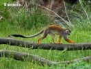 Squirrel monkeys