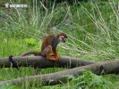 Squirrel monkeys