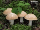 St. George's mushroom