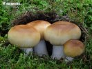 stinkende russula