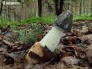 Stinkhorn