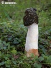 Stinkhorn