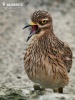 Stone-curlew