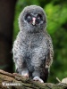 Strix nebulosa