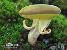 Suede Bolete