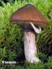 Suillus luteus