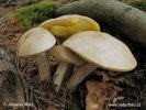 Suillus placidus