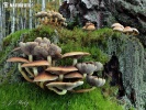 Sulphur Tuft