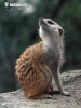 Suricate