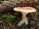 Tawny Funnel Cap