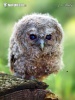 Tawny Owl