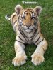 Tigre dell'Amur o siberiana