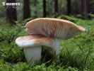 Tricholoma apium